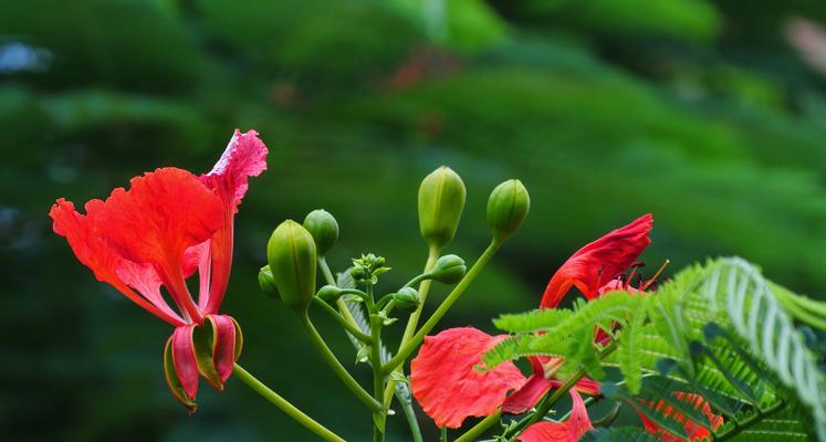 凤凰花的寓意与象征意义（重生与希望的花朵——探寻凤凰花的寓意）