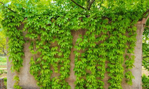 爬山虎种植全攻略（时间、方法、技巧详解）