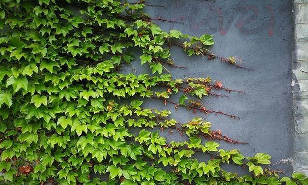 爬山虎种植全攻略（时间、方法、技巧详解）