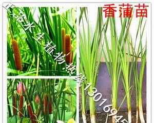 攀蒲——神秘的野生水生植物（探索攀蒲的自然奥秘）