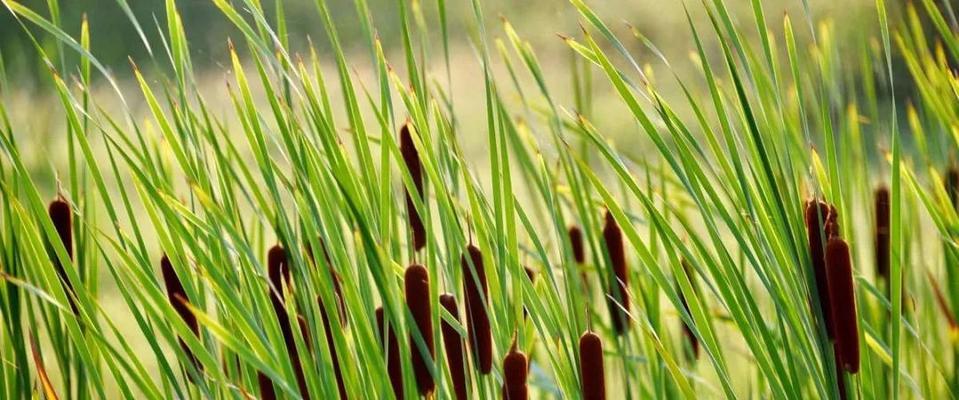 攀蒲——神秘的野生水生植物（探索攀蒲的自然奥秘）