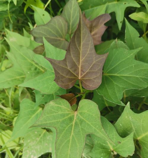 为什么红薯不开花（探究红薯的生长特点及环境需求）