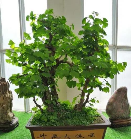 盆景树的肥料选择指南（从成分到使用技巧）