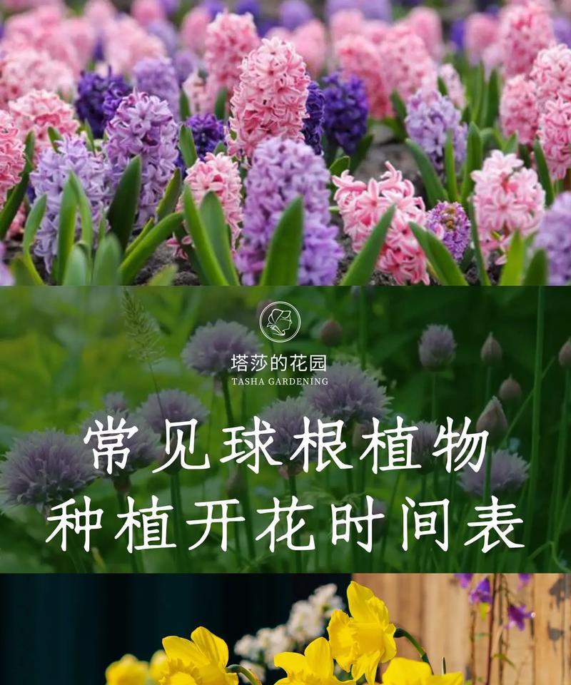 盆栽百合种球的保存与种植（如何保存和种植盆栽百合种球）