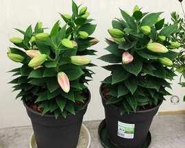 盆栽百合种球的保存与种植（如何保存和种植盆栽百合种球）