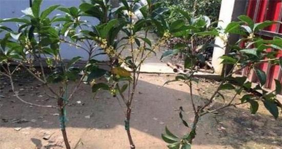 盆栽桂花的土壤配比和种植技巧（打造适合桂花生长的土壤）
