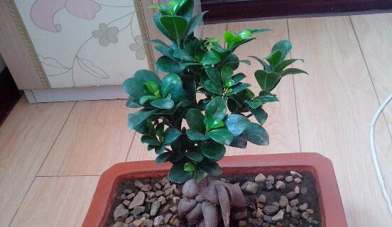 盆栽换盆全攻略（注意事项）