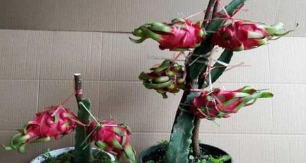 盆栽火龙果种植全攻略