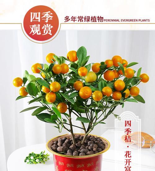 盆栽金桔的养殖方法（让你的金桔盆栽长得更健康）
