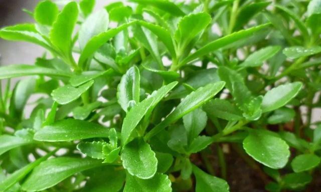 盆栽三七的种植技术与注意要点（从选苗到养护）