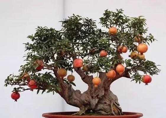 探究盆栽石榴不开花的原因（为什么养了这么久）