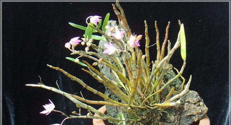 盆栽石斛的浇水方法（如何科学地为盆栽石斛浇水）