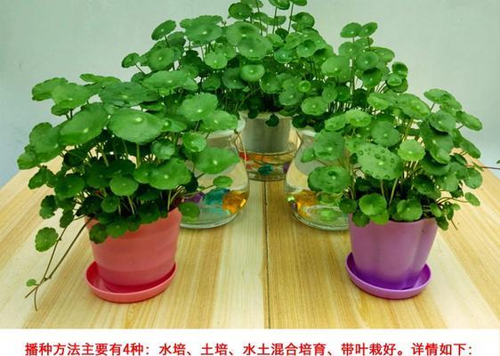 盆栽水培与土培的优劣（为什么越来越多的人选择盆栽水培）
