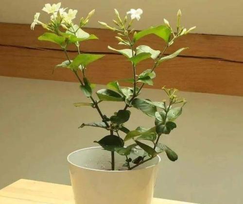 盆栽茉莉冬天掉叶子的原因及应对方法（如何让你的盆栽茉莉在冬季健康成长）