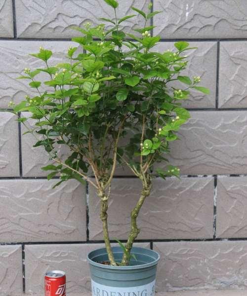 盆栽茉莉冬天掉叶子的原因及应对方法（如何让你的盆栽茉莉在冬季健康成长）