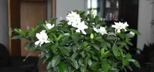 盆栽茉莉浇水技巧（学会科学浇水）