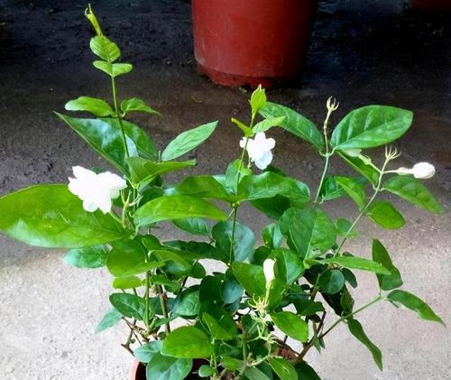 盆栽茉莉浇水技巧（学会科学浇水）