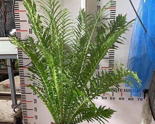 盆栽蕨类植物的养护与美化（打造绿色盆景）