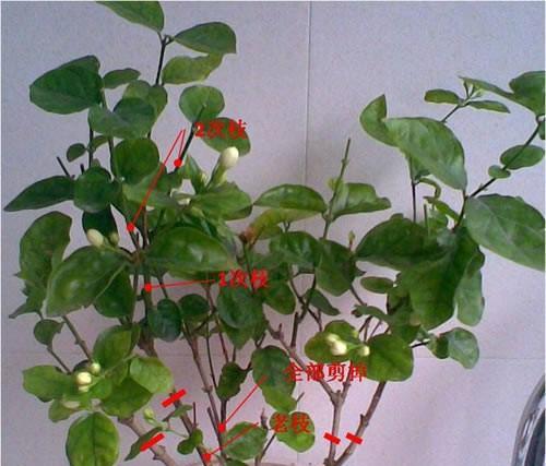 盆栽栀子花修剪指南（打造健康、美丽的盆栽栀子花）