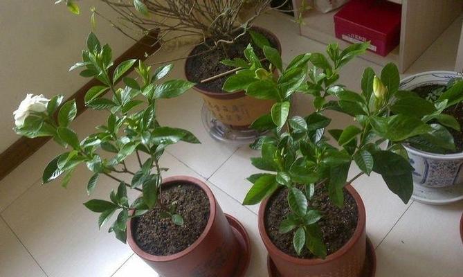 盆栽栀子花修剪指南（打造健康、美丽的盆栽栀子花）