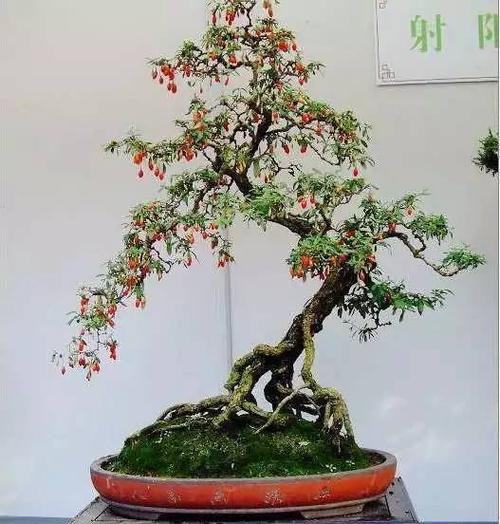 盆栽枸杞耐寒性能分析（低温下盆栽枸杞的生长习性及适应性）