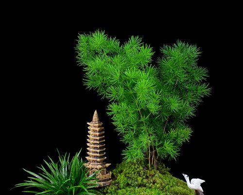 蓬莱松的养护方法和技巧（从养殖到护理）