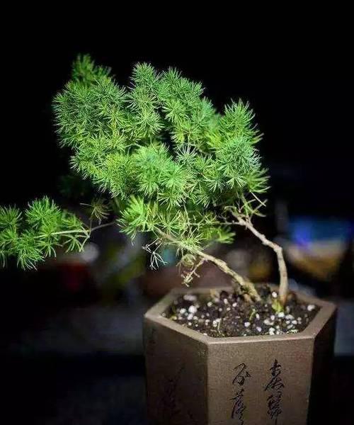 蓬莱松的浇水技巧详解（为何需要浇透）