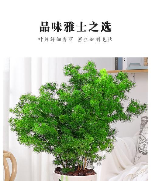 蓬莱松——室内养护的好选择
