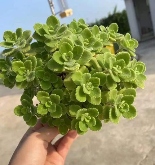 碰碰香换盆注意事项（为您的植物健康着想）