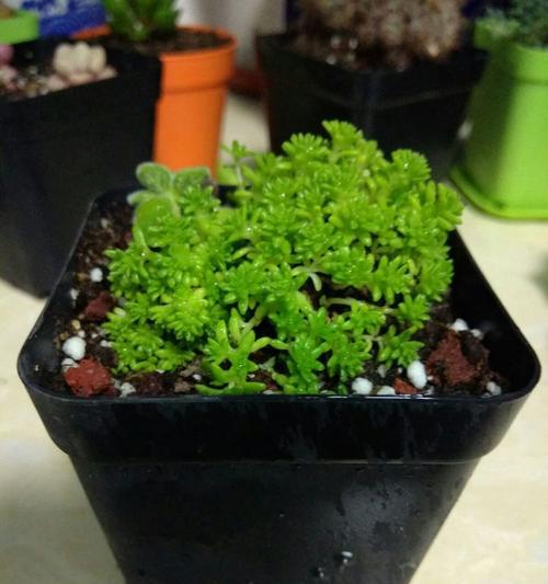 碰碰香没根能活吗（你以为它是“僵尸草”）