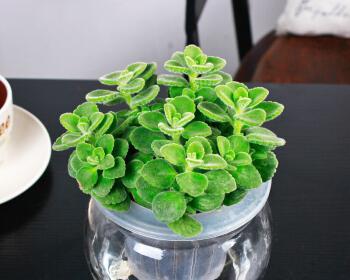 碰碰香水与土培香水的优缺点比较（探讨如何选择适合自己的香水种植方式）