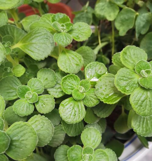 碰碰香的种植方法和栽种时间（学会这几步）