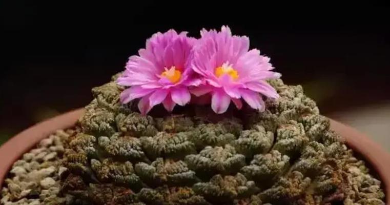 屁股花的养殖方法与养护要点（轻松打造美丽家居绿植）