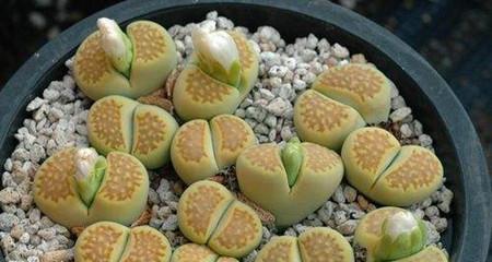 屁股花的养殖方法与养护要点（轻松打造美丽家居绿植）