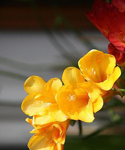 香雪兰——一种美丽的多年生植物（了解香雪兰的生长习性和栽培技巧）