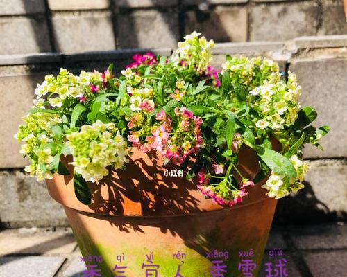 如何在一盆香雪球中种植多株植物（技巧分享）