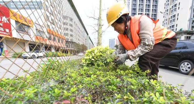 冬季香樟浇水的正确方法（保持土壤湿润）