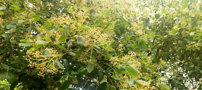 香樟树的开花时间与特点（探秘香樟花开时节及其花型）