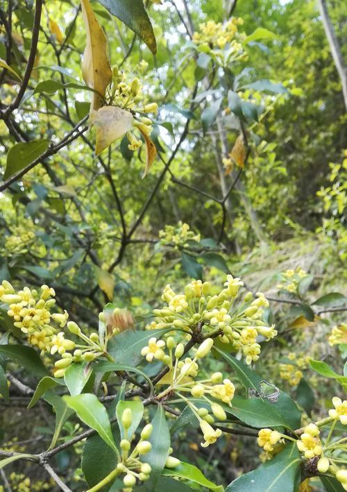 香樟树的开花时间与特点（探秘香樟花开时节及其花型）