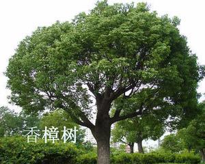 香樟树的生长环境与特点（适应性强的乔木）