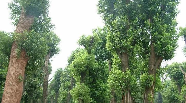 香樟树剪枝时间合适的建议（了解香樟树的特点和需求）