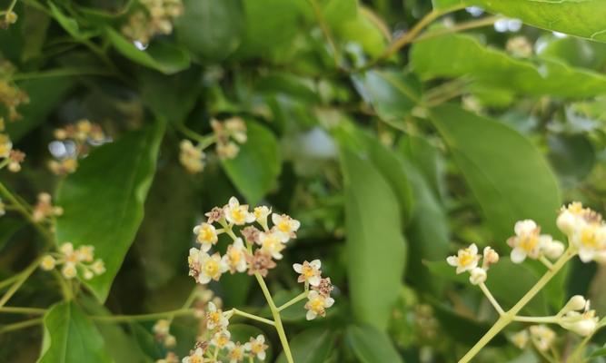 香樟树的花开果实时间及特点（探究香樟树的花开果实特点及影响因素）