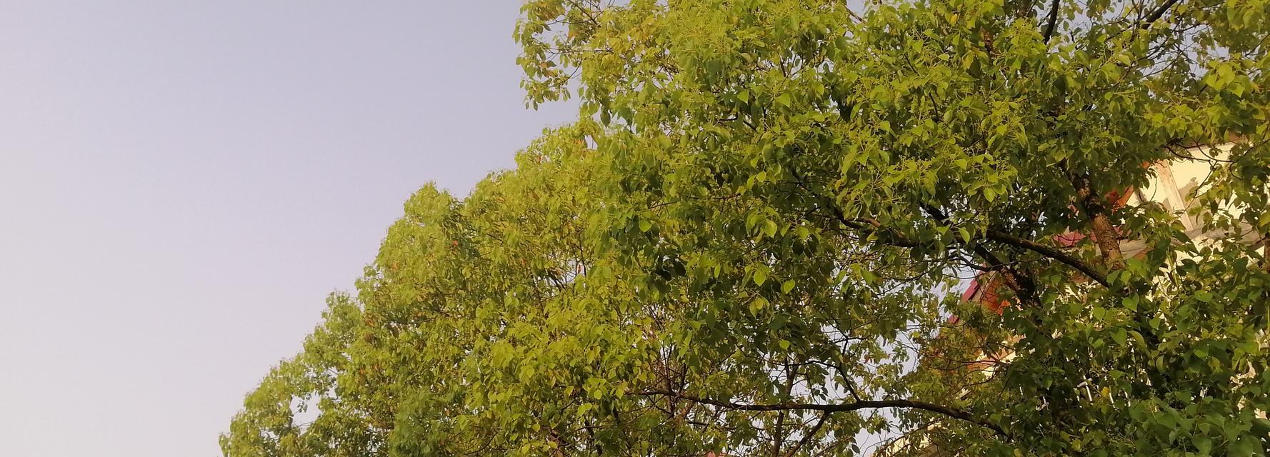 香樟树的花开果实时间及特点（探究香樟树的花开果实特点及影响因素）