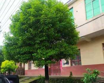 香樟种植间距应如何设置（科学合理设置间距）