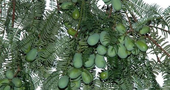 探秘香榧——一种珍贵的木本植物（生长环境及种类分类）