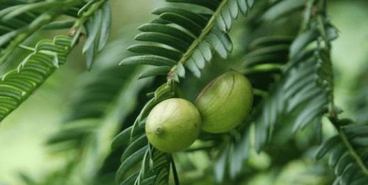 探秘香榧——一种珍贵的木本植物（生长环境及种类分类）
