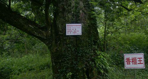 香榧种植条件与气候要求（研究香榧种植的必要性及成功种植要素）