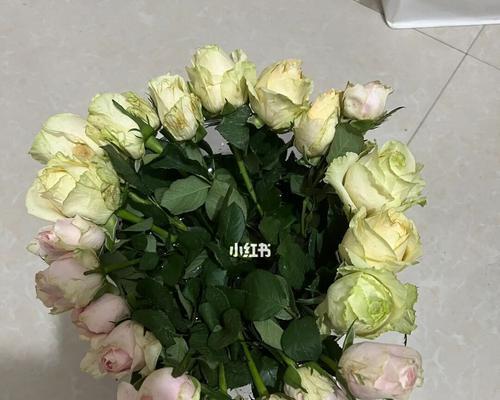 如何成功醒花香槟玫瑰（教你如何用简单方法醒花）