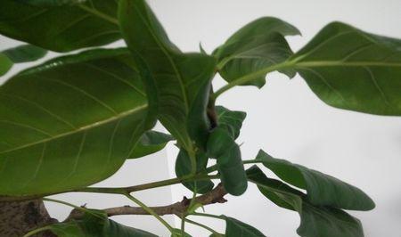 橡胶树的种种作用（发现橡胶树的多重价值）