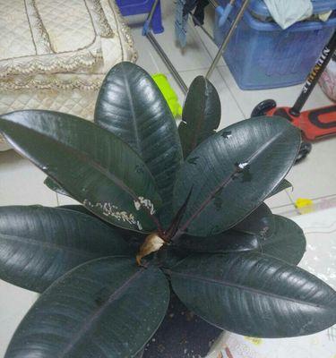 怎样处理橡皮树掉叶子的问题（让你的橡皮树重新焕发生机）